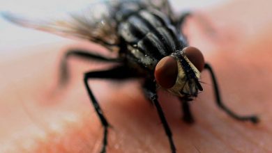 Photo of How to Prevent Houseflies from Infesting your Home
