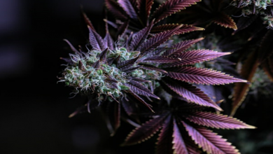 Photo of The Best Strains of Marijuana To Grow
