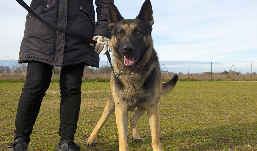 How to Integrate a Personal Protection Dog into Your Family the