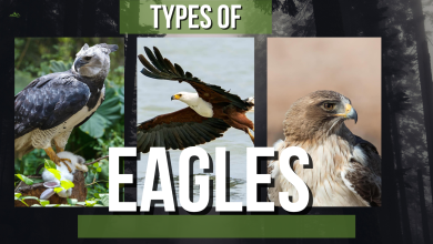Photo of Types of Eagles – The Undisputed Apex Predators of The Skies
