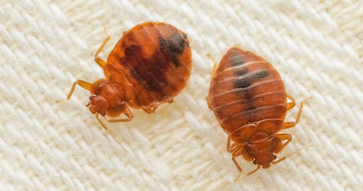 Bed Bugs Control